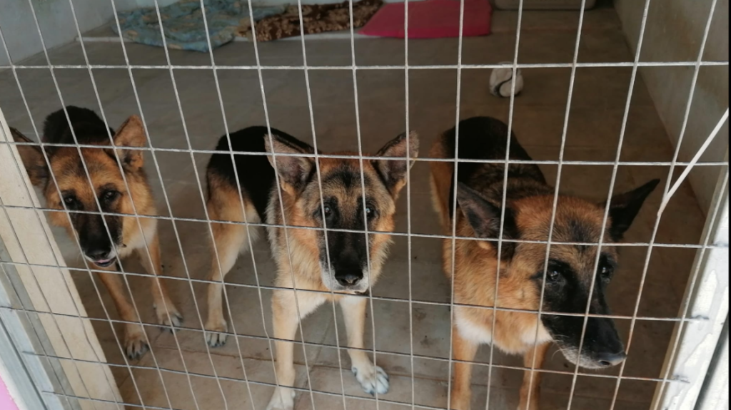 Σε καταφύγιο ζώων τα σκυλιά του Ξαρχάκου – Αντιδράσεις στα social media