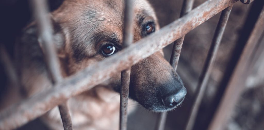 Κρήτη: Ελεύθερος ο 67χρονος που κακοποιούσε σκύλο – Για «πλεκτάνη» κάνει λόγο η οικογένειά του