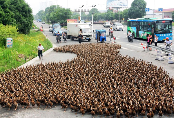 Εντυπωσιακές αγέλες ζώων σε ξηρά και θάλασσα δημιουργούν σχηματισμούς! (φωτο)