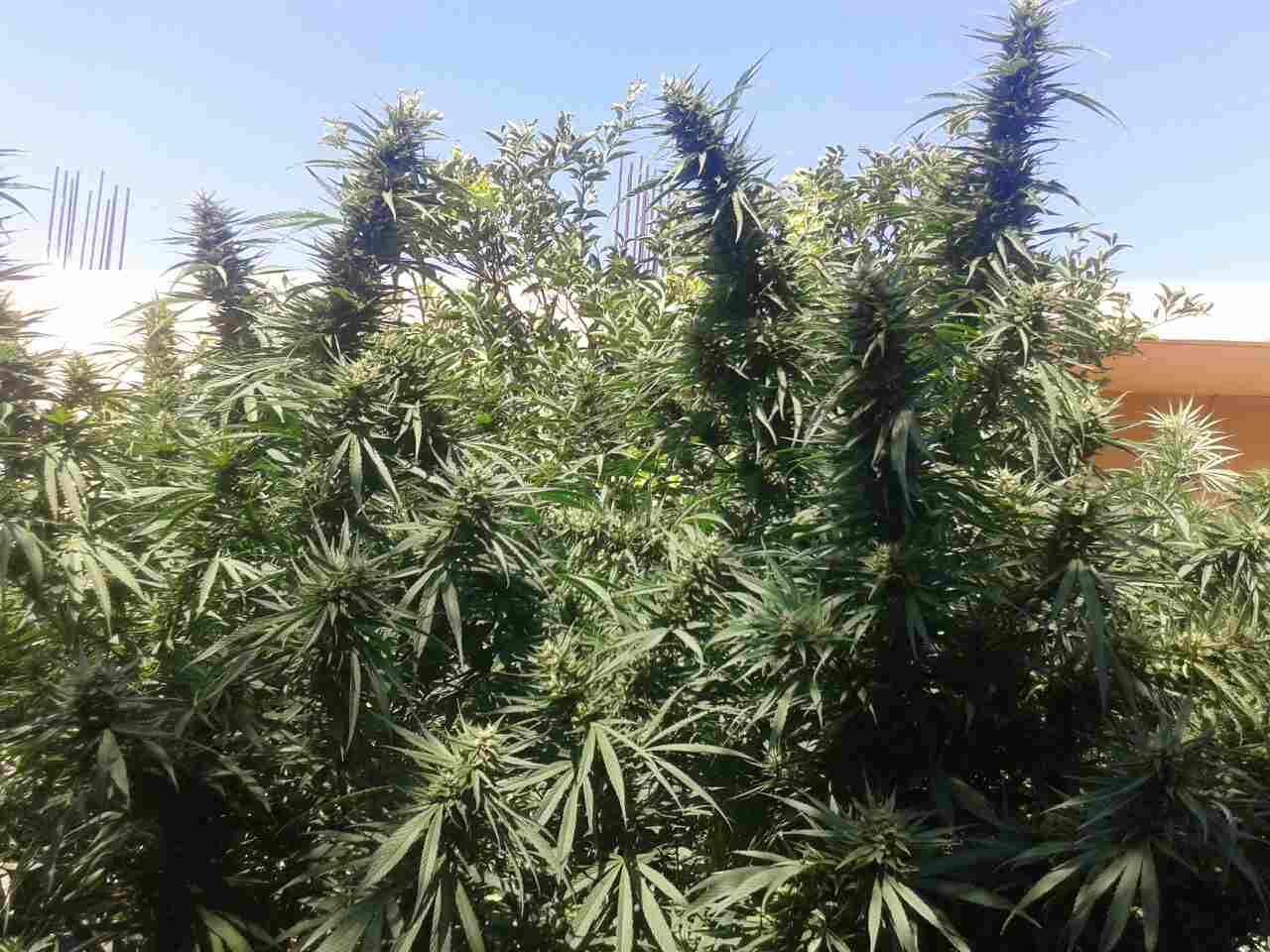 Καστοριά: Χειροπέδες σε 59χρονο που εντοπίστηκε με πάνω από 4 κιλά κάνναβης και χασισόδεντρα… γίγας