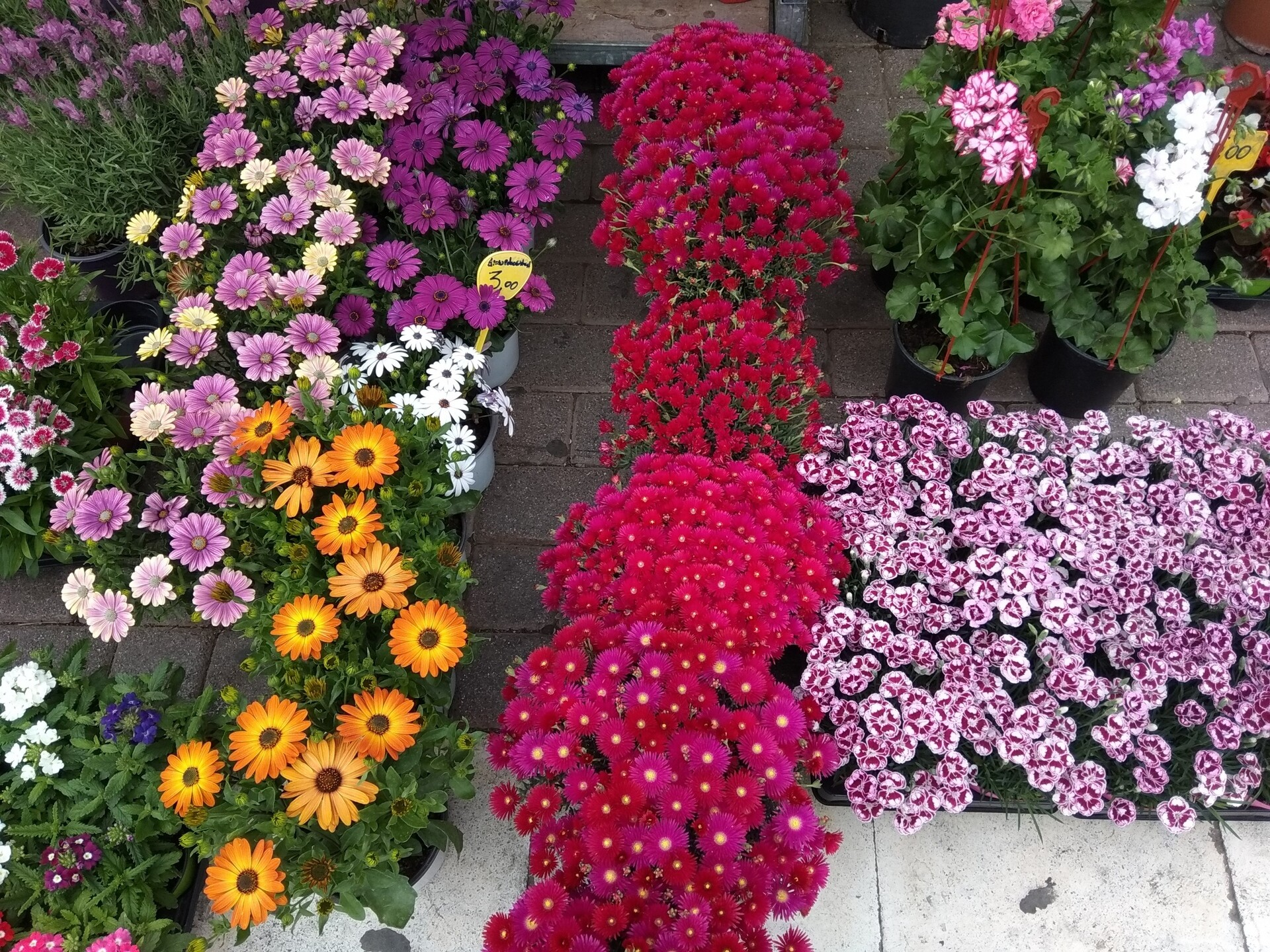 «Τέλος» και τα λουλούδια: Αυξήσεις «φωτιά» στις τιμές – Απελπισία για τους ανθοπώλες