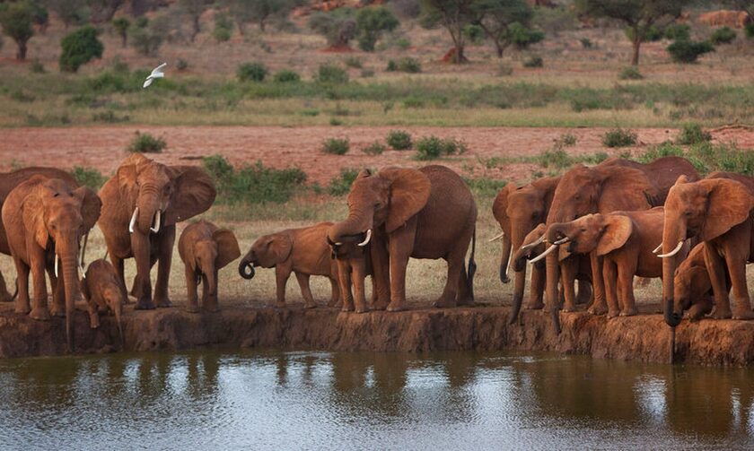 Σχεδόν το 70% της άγριας πανίδας εξαφανίστηκε από το 1970 σύμφωνα με τη WWF