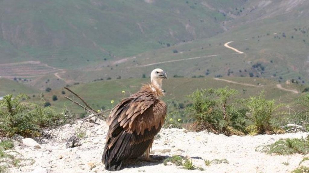 Γυπαετός εμφανίστηκε στο κέντρο του Ηρακλείου – Κάθισε πάνω σε τρούλο εκκλησίας (φωτο-βίντεο)