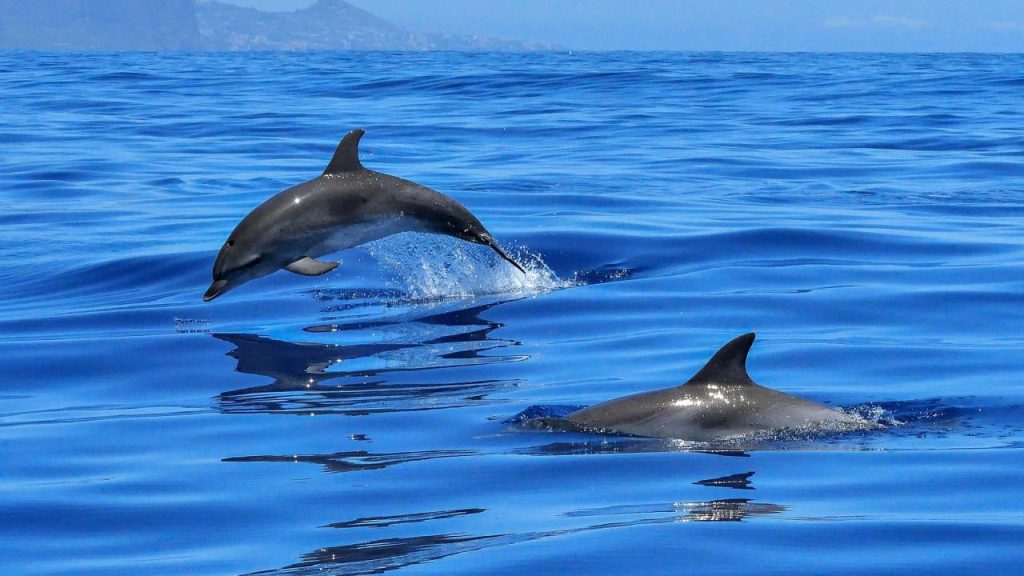 Το γνωρίζατε; – Γιατί τα δελφίνια πηδάνε έξω από το νερό;