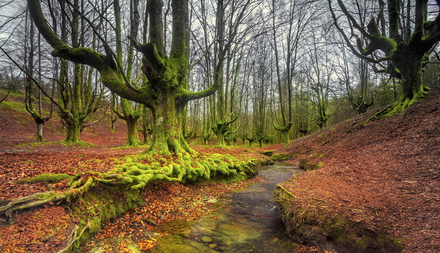 Gorbea: Το «μυστηριώδες» δάσος στην Ισπανία που δημιουργεί ένα απόκοσμο τοπίο (φωτο)