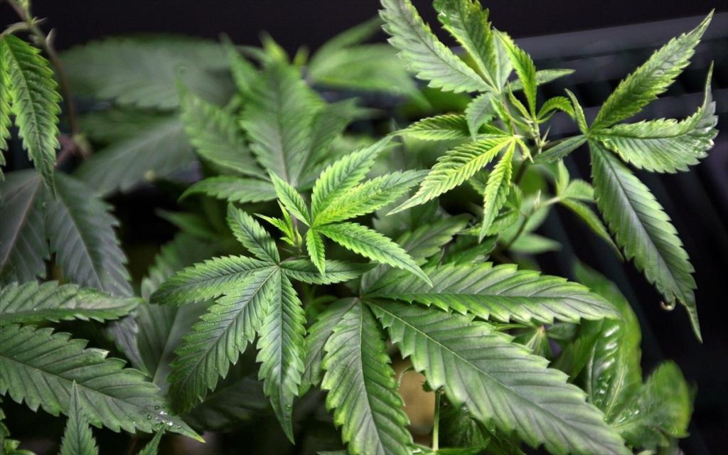 Άρτα: «Λαβράκι» της αστυνομίας σε έλεγχο σε σπίτι – Εντοπίστηκε μπαλκόνι με δενδρύλλια κάνναβης (φωτό)