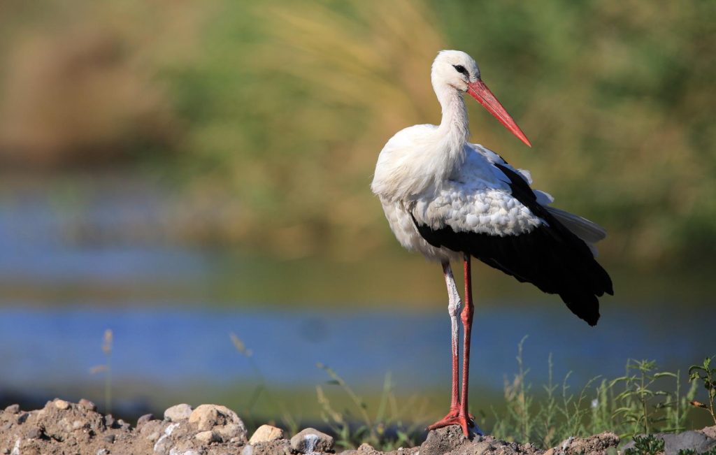 Το μαγευτικό «χωριό των πελαργών» στη Λάρισα (φωτό)