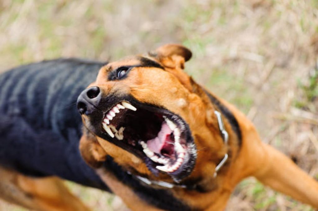 Νέα επίθεση σκύλου στη Λαμία: Στα Επείγοντα ηλικιωμένος