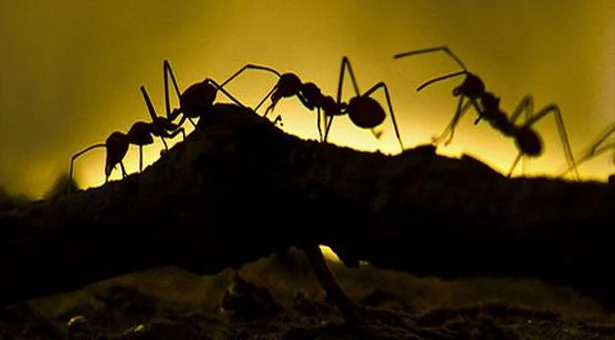 Θα σας «σώσει»: Αυτή τη μυρωδιά δεν αντέχουν με τίποτα οι κατσαρίδες και τα μυρμήγκια