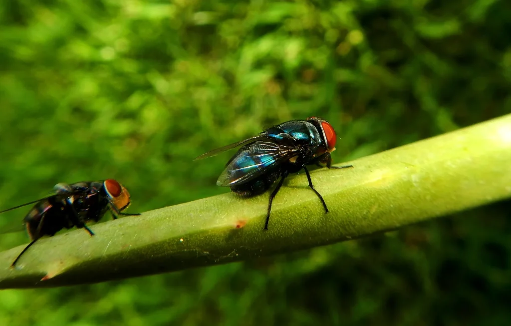 Πώς τα έντομα βοηθούν στην ιατροδικαστική έρευνα