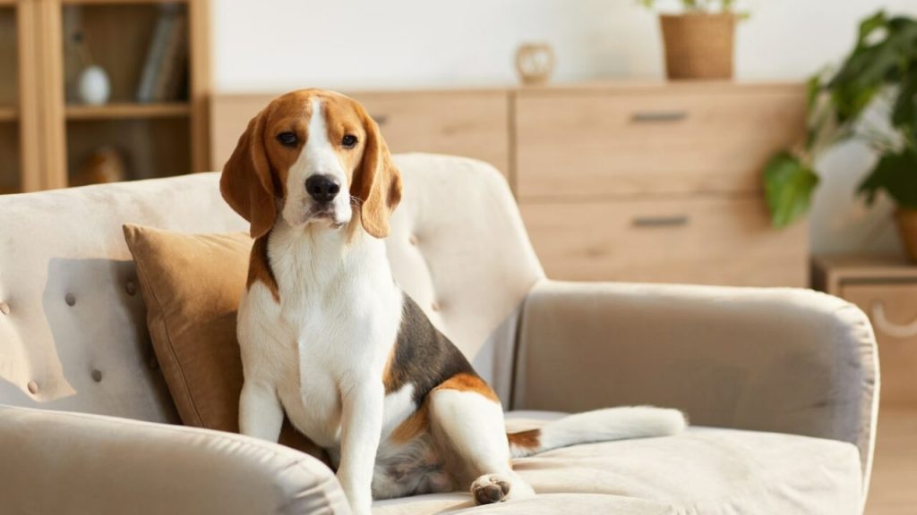 Κτηνωδία στην Καστοριά: Επικήρυξαν με 1.000 ευρώ άγνωστο που σκότωσε βάναυσα δυο σκυλιά