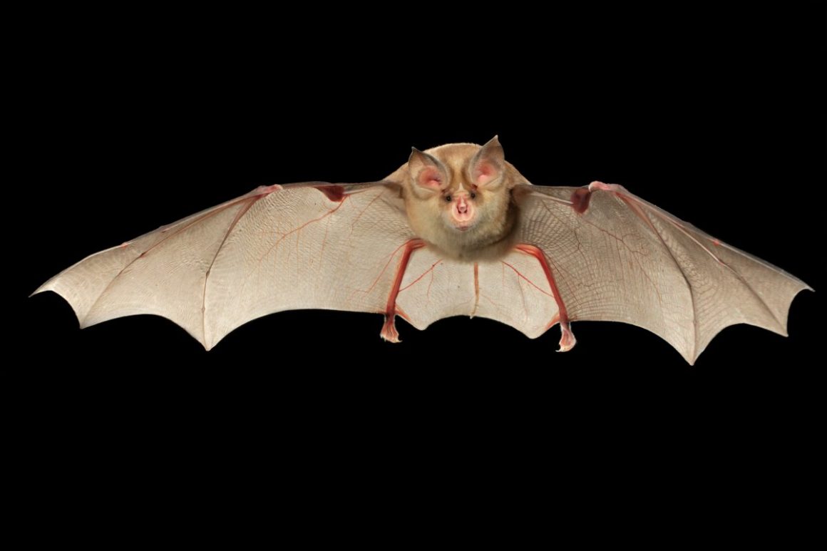 Νέα έρευνα «απαντά»: Να γιατί οι νυχτερίδες «βαμπίρ» έχουν όρεξη για αίμα