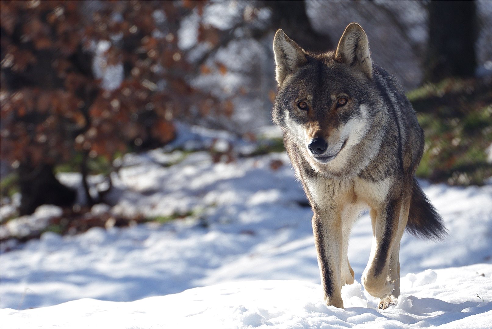 Ντελιβεράς στην Ημαθία πήγαινε παραγγελία και συνάντησε έναν… λύκο (βίντεο)