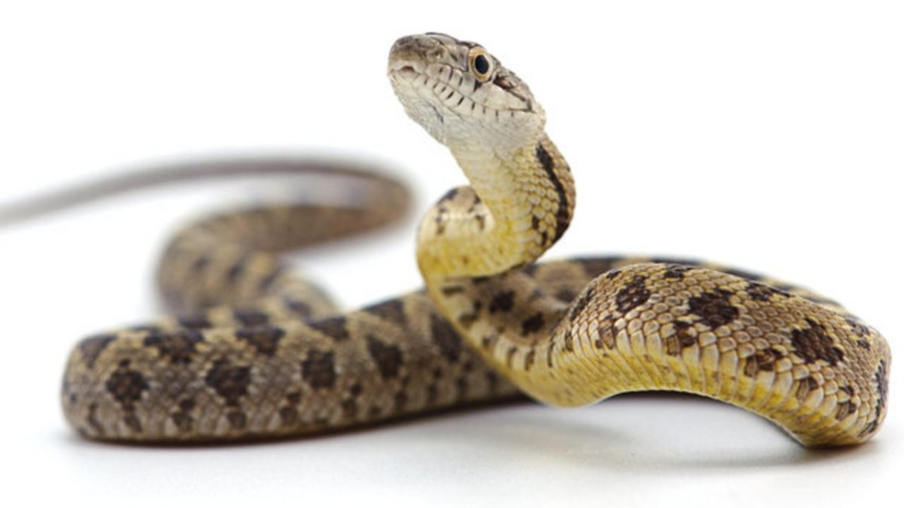 «Πανικός» σε πτήση της United Airlines: Φίδι «έκοβε βόλτες» στην business class του αεροπλάνου