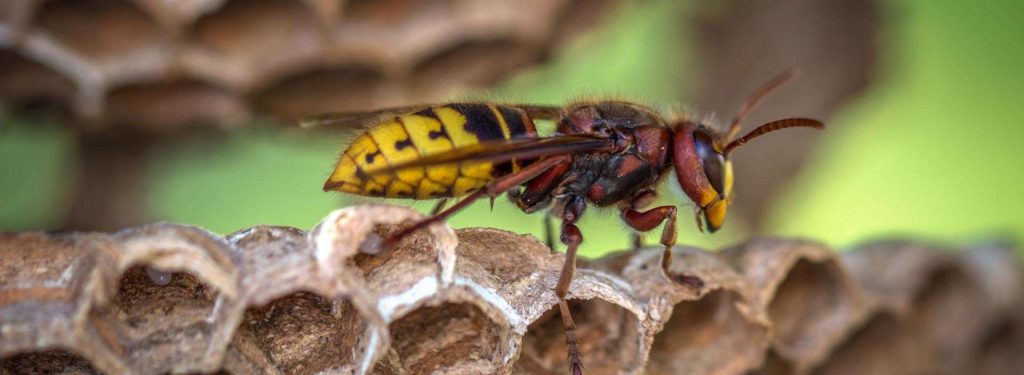 Κρήτη: Σμήνος από σφήκες έστειλε καθηγητή στο νοσοκομείο με πολλαπλά τσιμπήματα