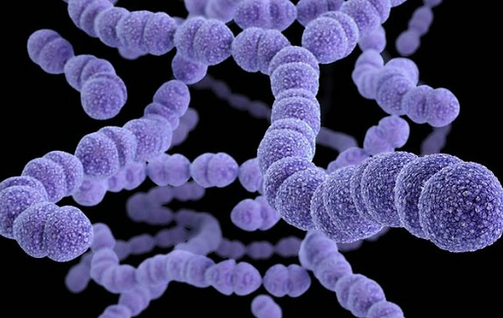 Πνευμονιόκοκκος: Πώς μεταδίδεται, τι συμπτώματα έχουν οι λοιμώξεις και ποιοι κινδυνεύουν περισσότερο