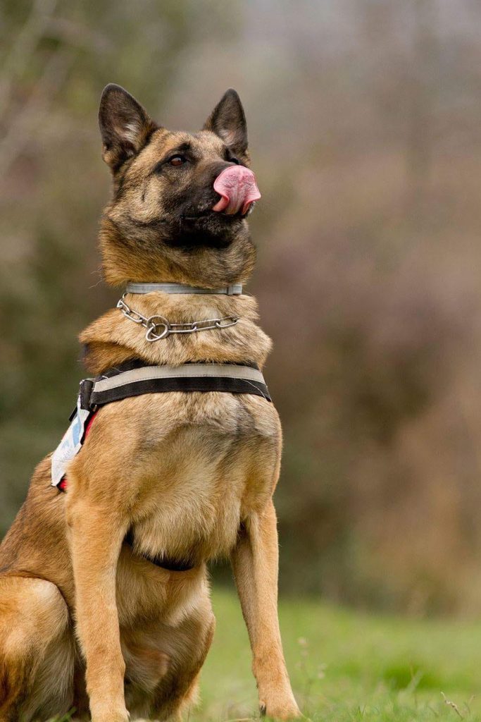 «Συνταξιοδοτήθηκε» ο Κούκι – Ο πρώτος σκύλος ανιχνευτής δηλητηριασμένων δολωμάτων