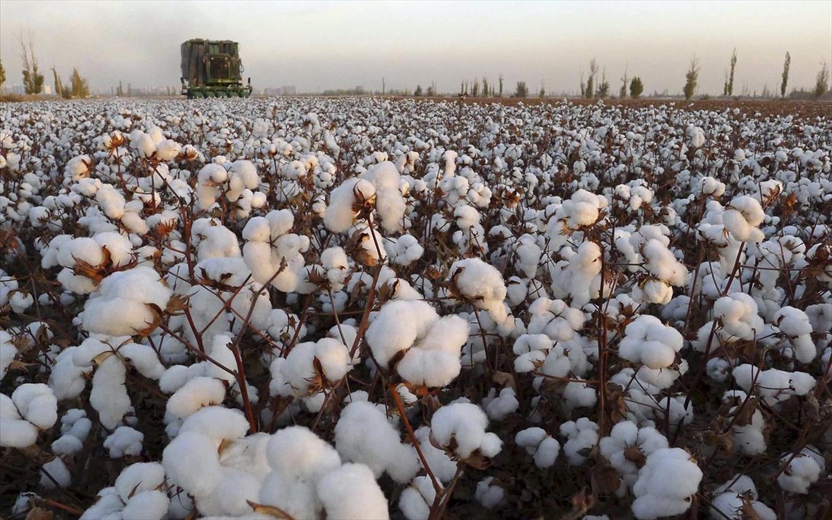 ΚΑΠ 2023 – 2027: Το ποσό των 73,6 ευρώ/στρέμμα προβλέπεται για την ειδική συνδεδεμένη ενίσχυση στο βαμβάκι