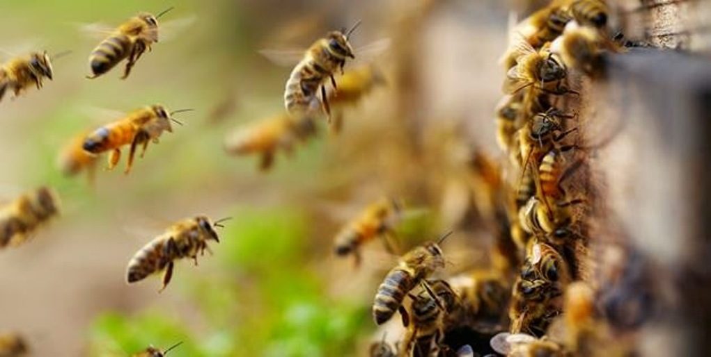 ΗΠΑ: Γυναίκα στη Μασαχουσέτη κατηγορείται ότι επιτέθηκε σε αστυνομικούς με… μέλισσες