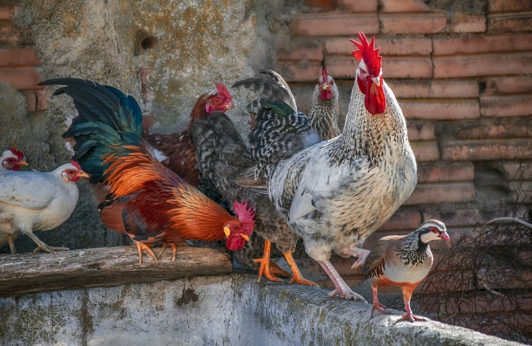 Γρίπη των πτηνών: Eντοπίστηκε θανατηφόρο στέλεχος σε αγρόκτημα της Ολλανδίας – 300.000 πουλερικά στο σφαγείο