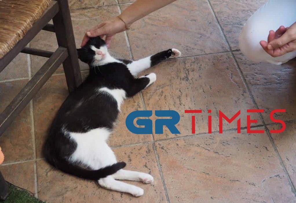 Αιδηψός: Αθώος ο 30χρονος που κλώτσησε και έριξε στη θάλασσα γατάκι