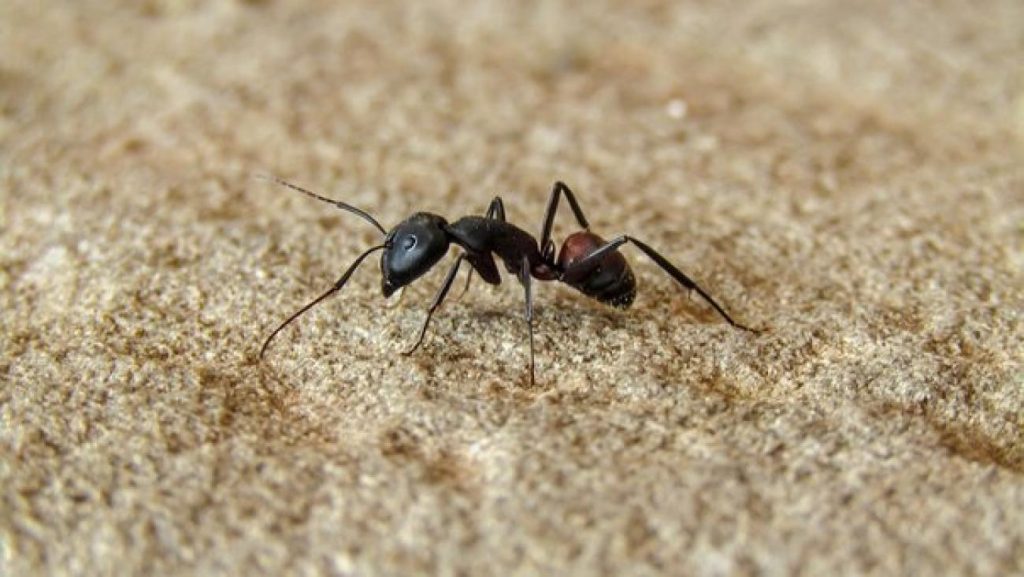 Δε θα πιστεύετε πόσο… τρομακτικό μπορεί να είναι το κεφάλι ενός μυρμηγκιού! (φωτό)