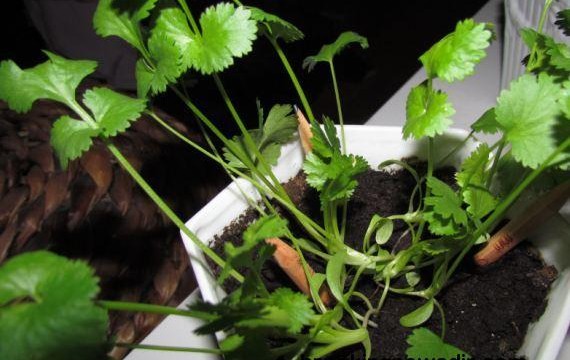 Οικολογικά μολύβια φυτεύονται και μετατρέπονται σε λαχανικά! (φωτο)