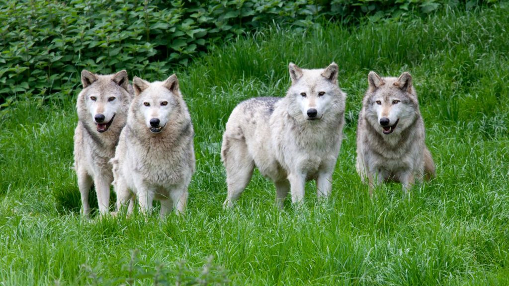 Κοζάνη: Αγέλη λύκων κατασπάραξε κοπάδι 50 προβάτων στην Οινόη (βίντεο)