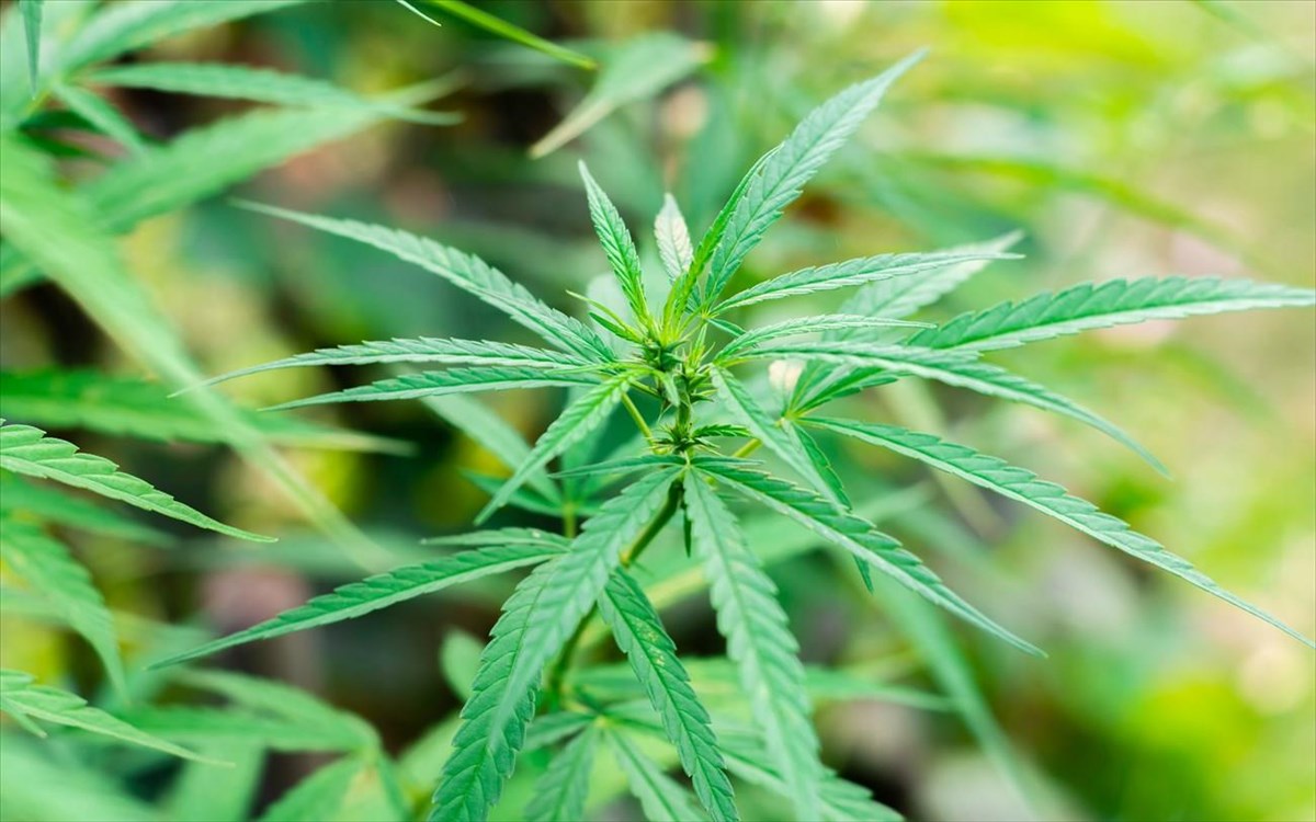 Ρέθυμνο: Δύο συλλήψεις για κατοχή κάνναβης και κοκαΐνης