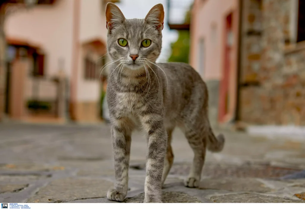Νίκαια: Ηλικιωμένη κακοποιεί ετοιμοθάνατη γάτα στην οποία είχε ρίξει φόλα