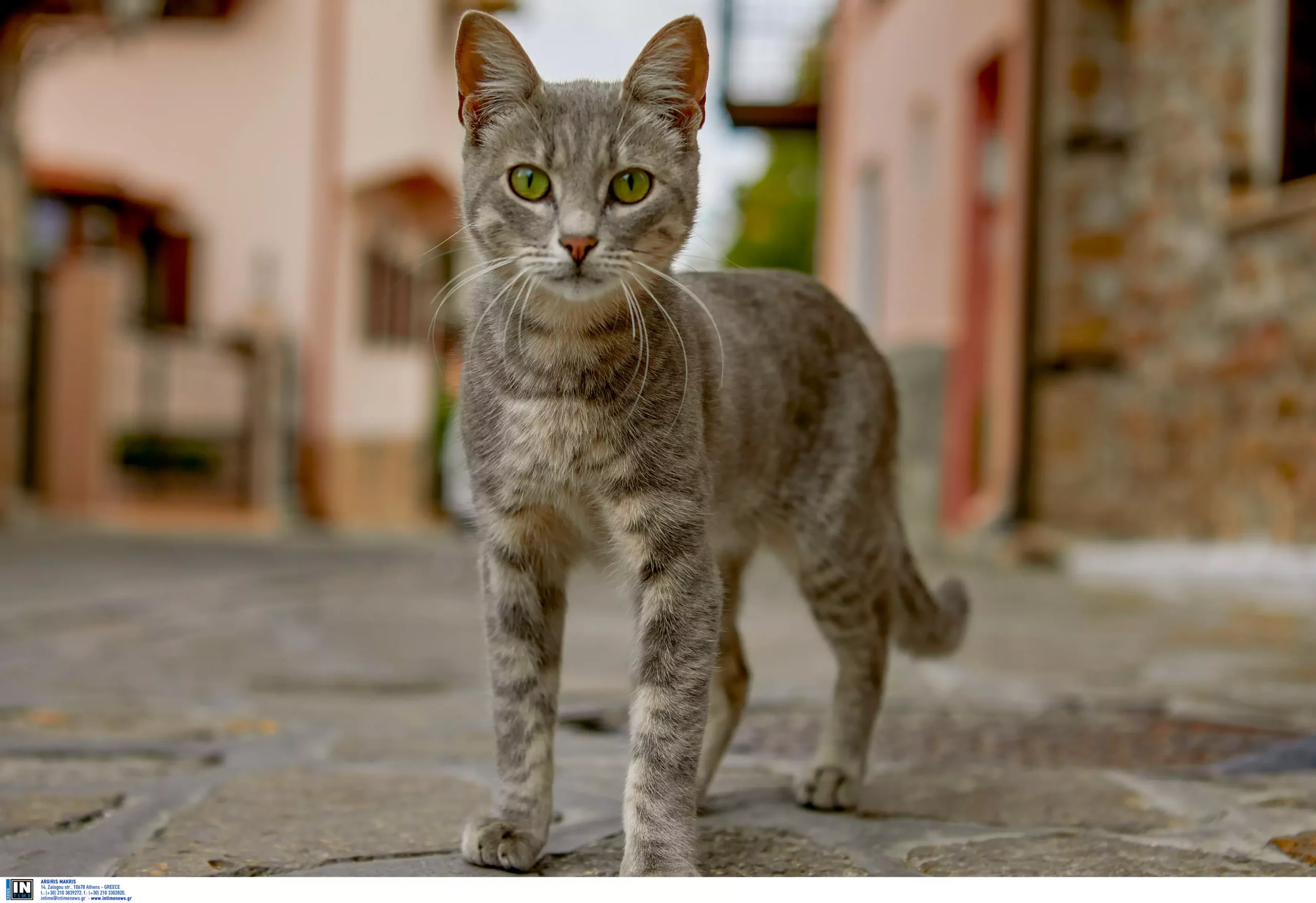 Νίκαια: Ηλικιωμένη κακοποιεί ετοιμοθάνατη γάτα στην οποία είχε ρίξει φόλα