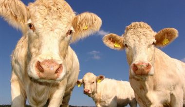 Αυτός είναι ο πιο «τρελός» φόρος που έχετε ακούσει ποτέ… και αφορά ζώα!