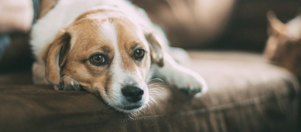 Οι Αυστραλοί εγκαταλείπουν μαζικά τα κατοικίδιά τους λόγω του κόστους ζωής