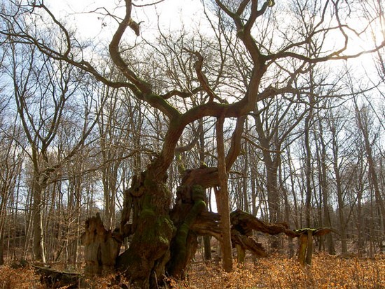 Αυτά είναι τα δέκα γηραιότερα δέντρα στον πλανήτη (φωτο)