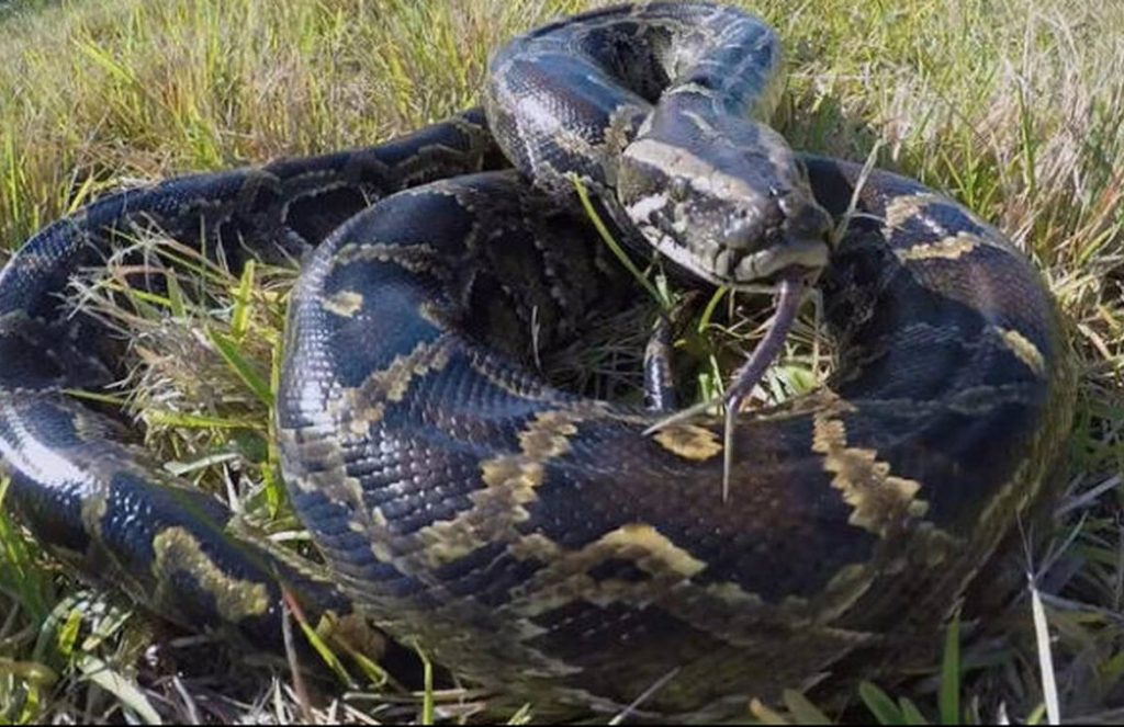 Ινδονησία: Τεράστιος πύθωνας κατάπιε 54χρονη – Βρήκαν το κατακρεουργημένο σώμα της στο στομάχι του (βίντεο)