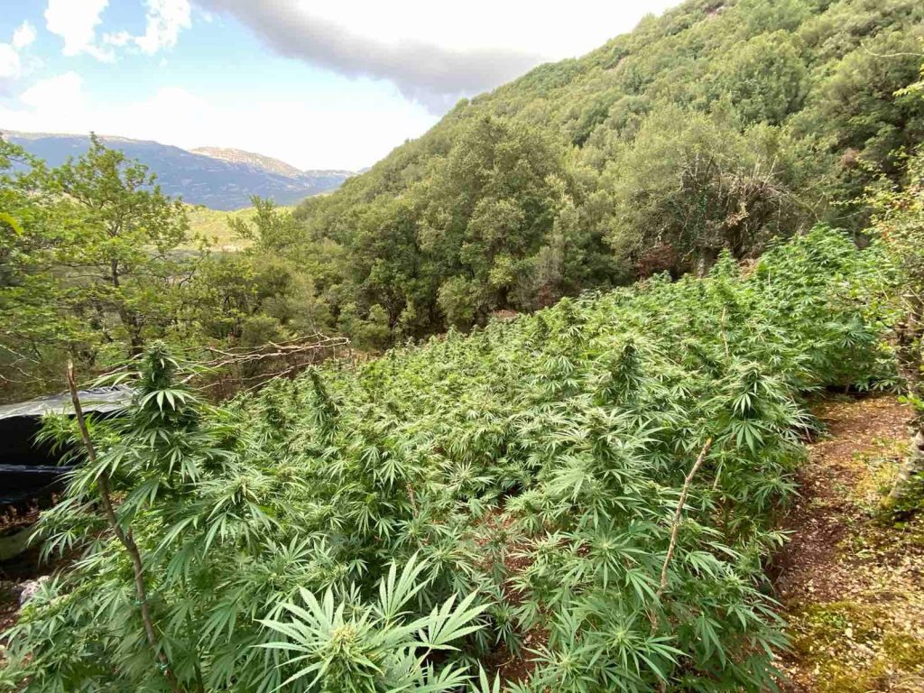 Ηλεία: 11 συλλήψεις για φυτεία με 500 χασισόδεντρα και 200 κιλά κάνναβης