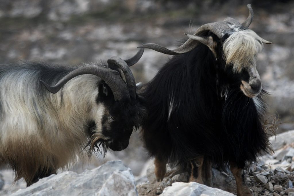 Κρήτη: Τράγος χτύπησε 8χρονο – Σε σοβαρή κατάσταση το παιδί με τραύμα στον αυχένα