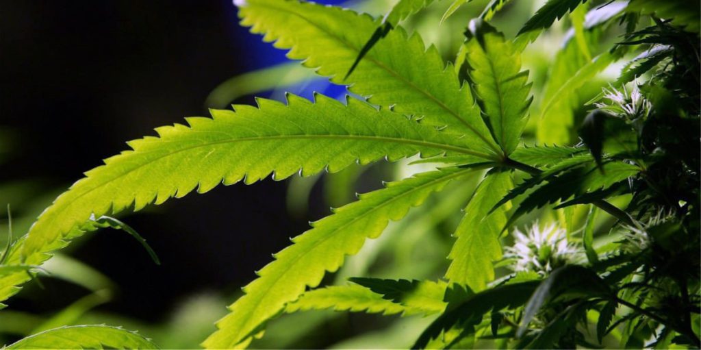 Μεσολόγγι: Χειροπέδες σε δυο άνδρες για κατοχή περισσότερων από 17,5 κιλών κάνναβης