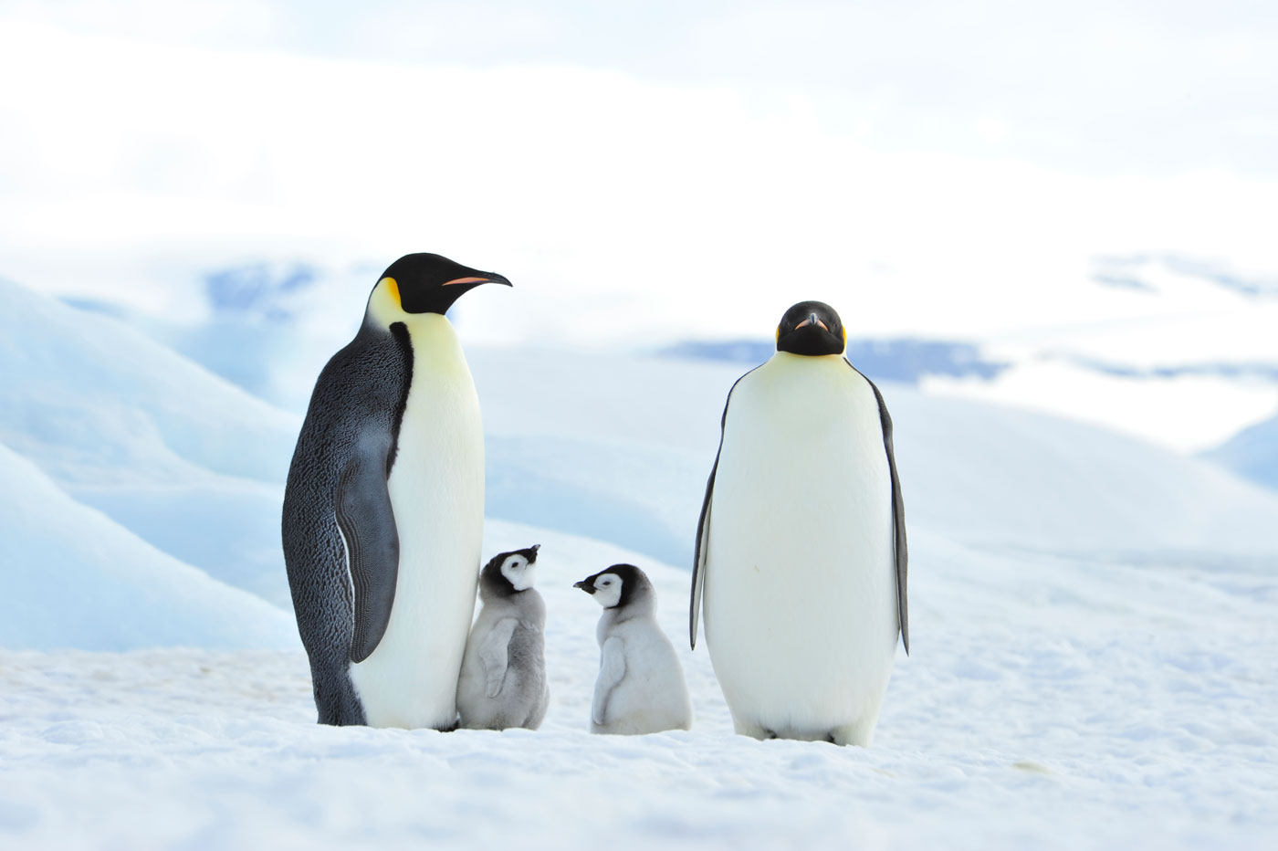 Κλιματική κρίση: Οι αυτοκρατορικοί πιγκουίνοι της Ανταρκτικής κινδυνεύουν με εξαφάνιση