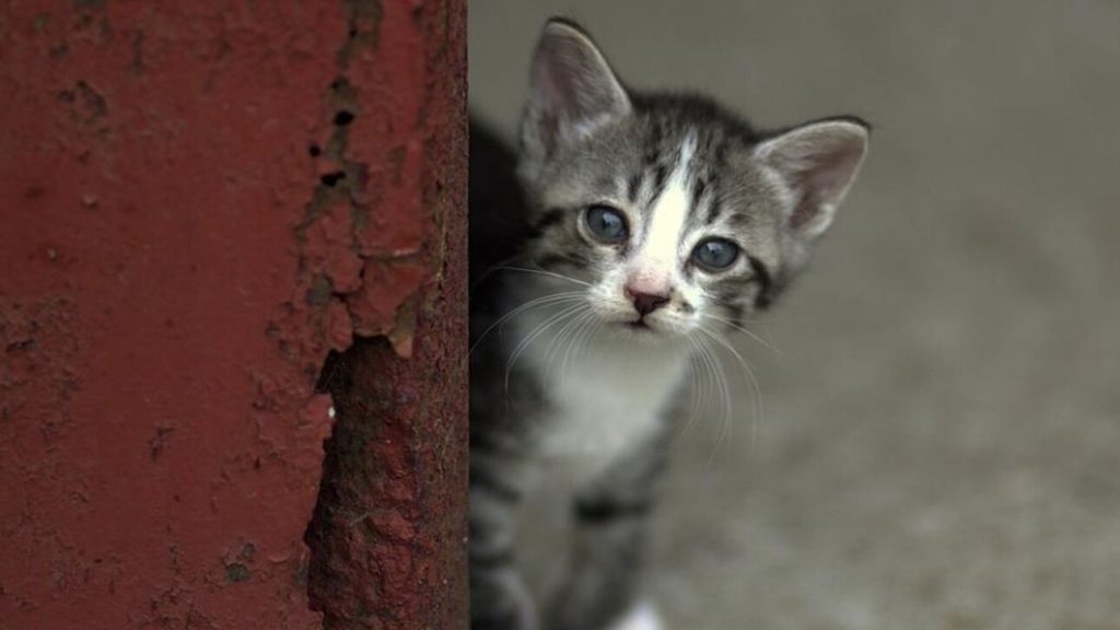 Ποινική δίωξη για κακούργημα στον άνδρα που ποδοπάτησε μέχρι θανάτου το γατάκι στη Θεσσαλονίκη