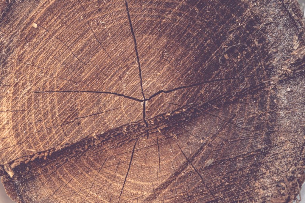 Διάστημα: Μυστηριώδεις ριπές ακτινοβολίας άφησαν ίχνη στα δέντρα του πλανήτη