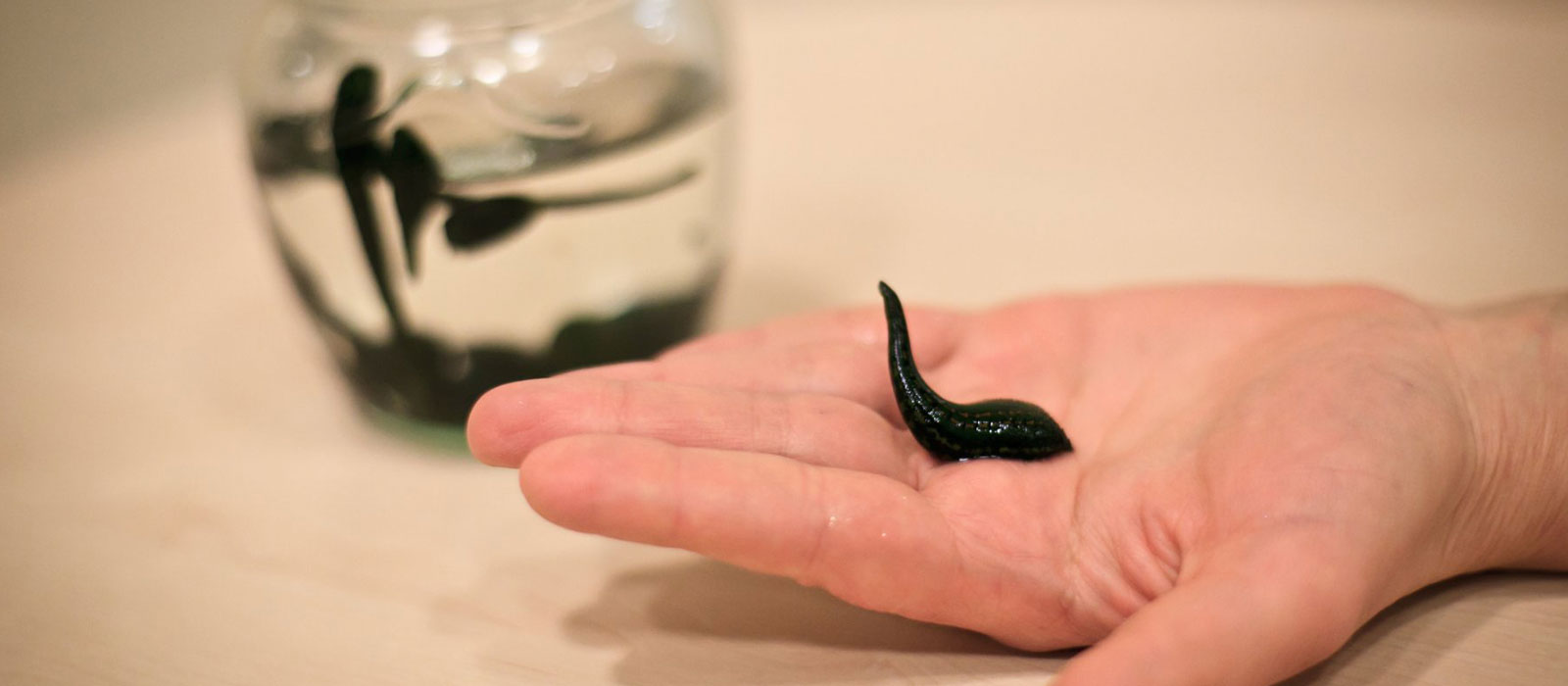 ΗΠΑ: 26χρονη έχει βδέλλες για κατοικίδια και αφήνει να της ρουφούν το αίμα (φωτο)