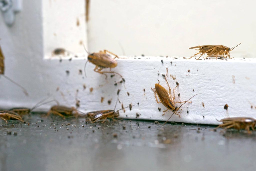 Αν σιχαίνεσαι τις κατσαρίδες τότε πρέπει να σταματήσεις να αγοράζεις μεταχειρισμένα έπιπλα (βίντεο)