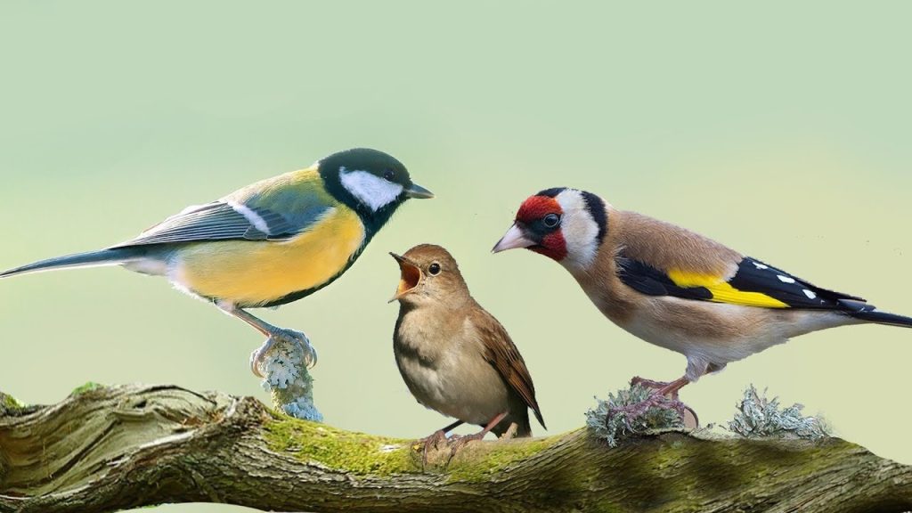 Έρευνα: Τα πουλιά και το κελάηδισμα τους βοηθούν την ψυχική υγεία