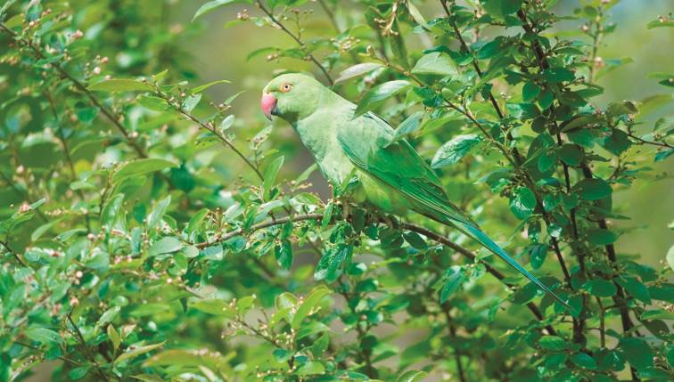 Κρήτη: Ο υπερήλικας παπαγάλος που τρώει τζατζίκι, κερνάει ρακή τους τουρίστες και «τρελαίνει» κόσμο