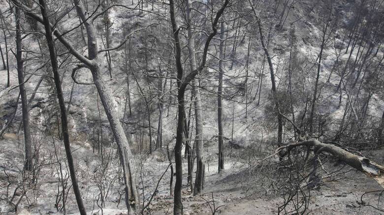 Meteo: Περίπου 200.000 στρέμματα κάηκαν στην Ελλάδα το 2022 – Ηπιότερο το φετινό καλοκαίρι σε σχέση με το 2021