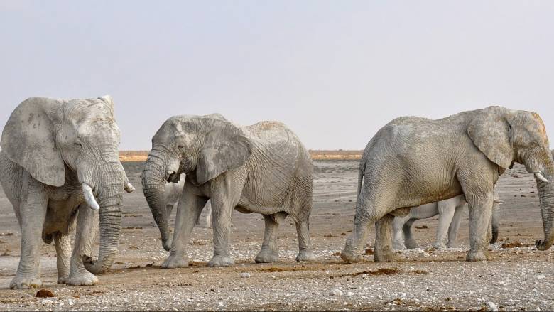 Η ξηρασία «αποδεκατίζει» τους ελέφαντες – Πάνω από 200 έχουν πεθάνει σε διάστημα 9 μηνών