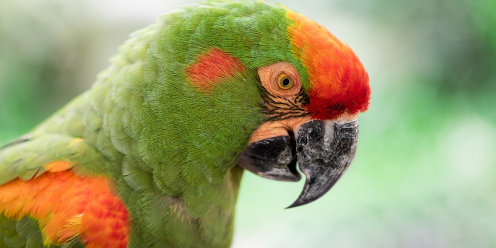 Χιλή: Παπαγάλος έκλεψε on air τα ακουστικά δημοσιογράφου και έγινε viral! (βίντεο)