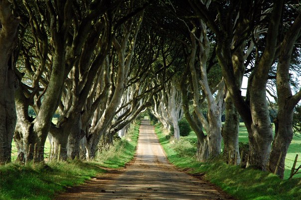 Dark Hedges: Ένας… παράξενος δρόμος που μοιάζει βγαλμένος από ταινία! (φωτο)