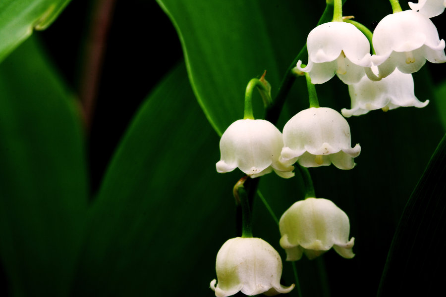 Η μυρωδιά… κοστίζει: Aυτά είναι τα δέκα πιο ακριβά λουλούδια στον κόσμο!